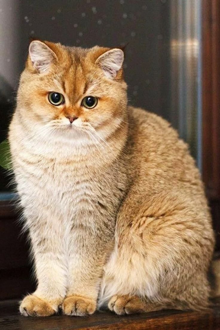 Британская Золотая шиншилла