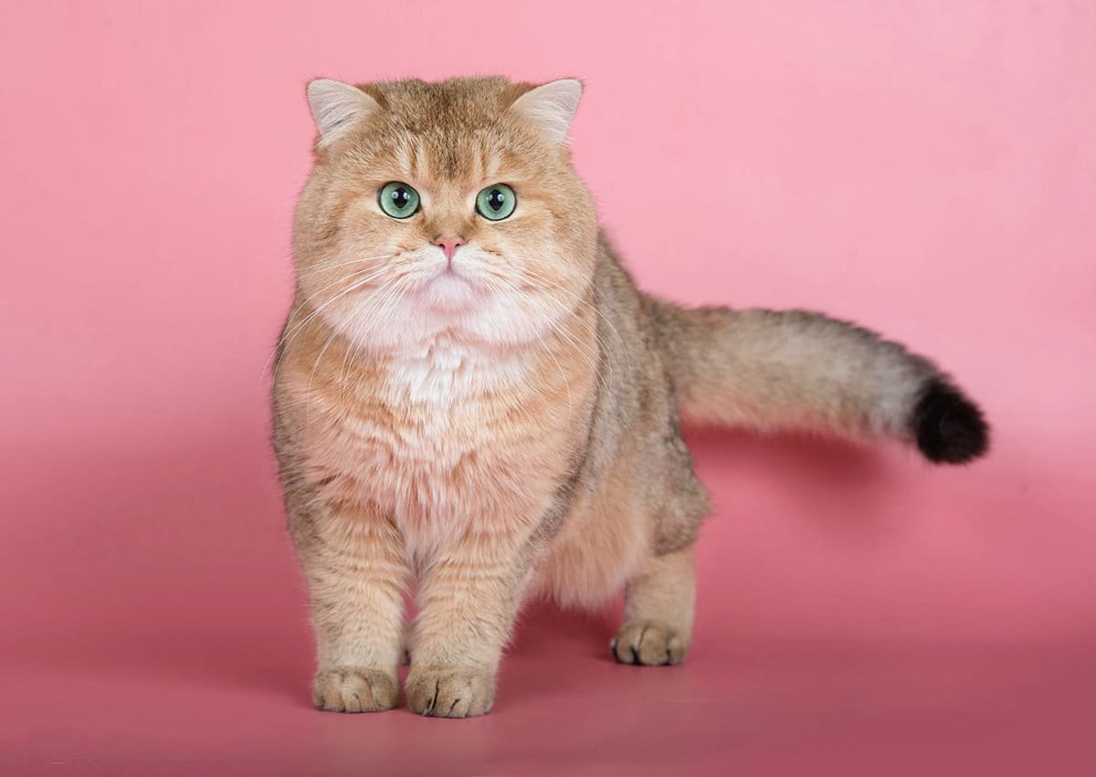 Писко Золотая Британская шиншилла