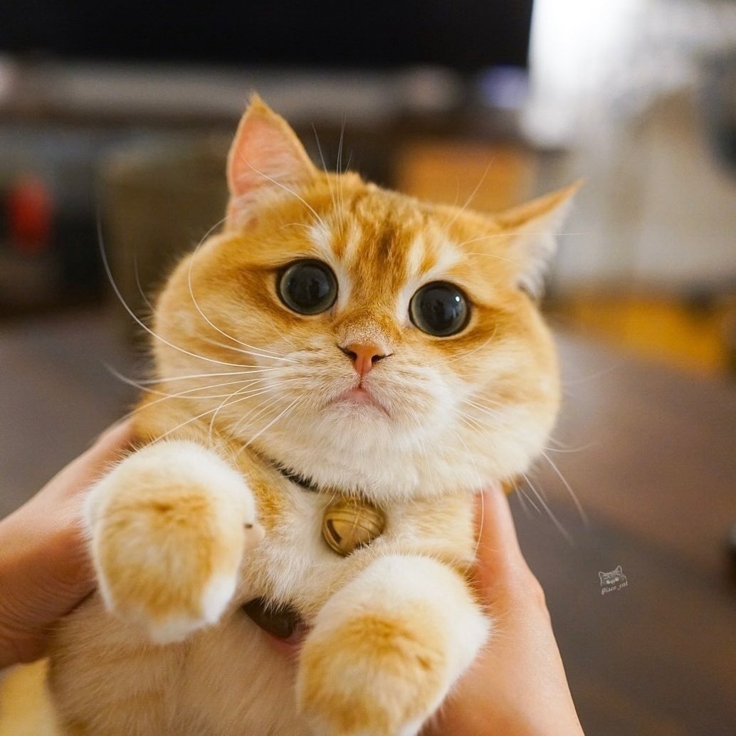 Вива Вог питомник кошек