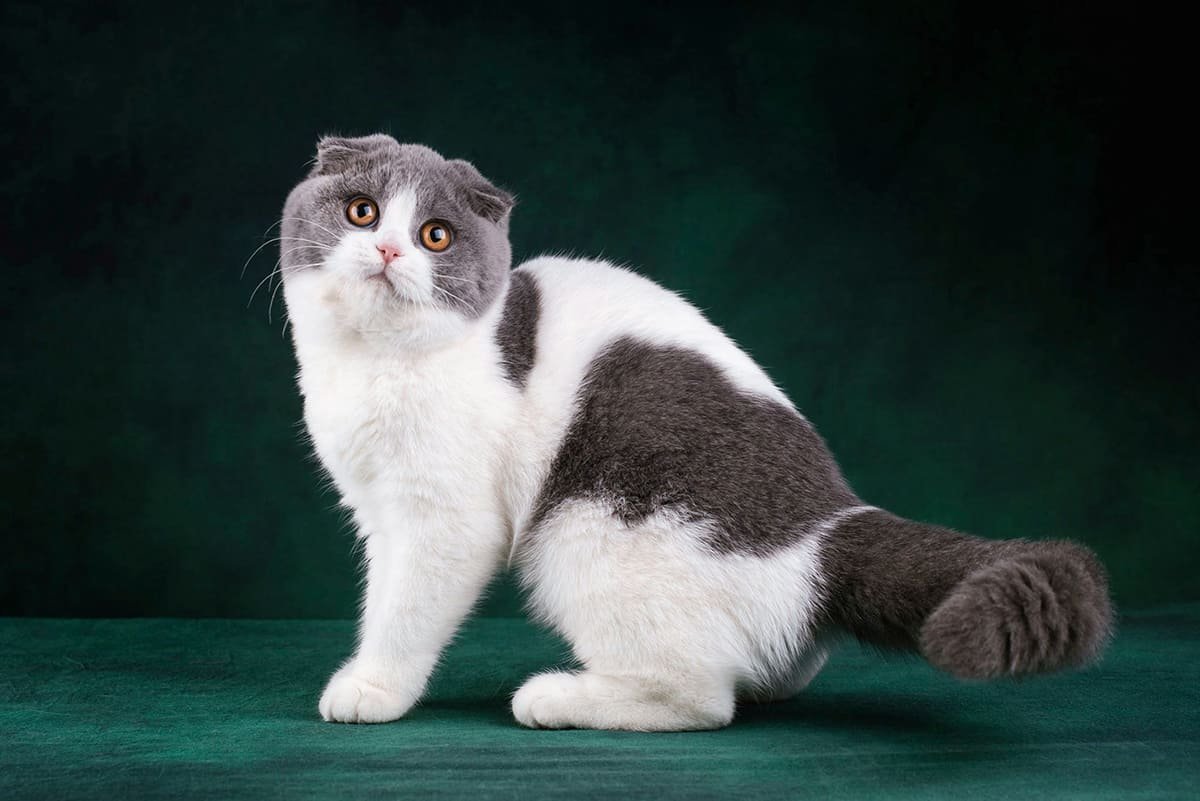 Манчкин британец вислоухий