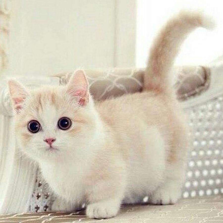 Манчкин кот