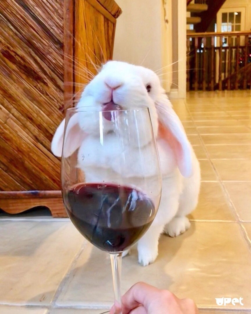 Заяц с вином