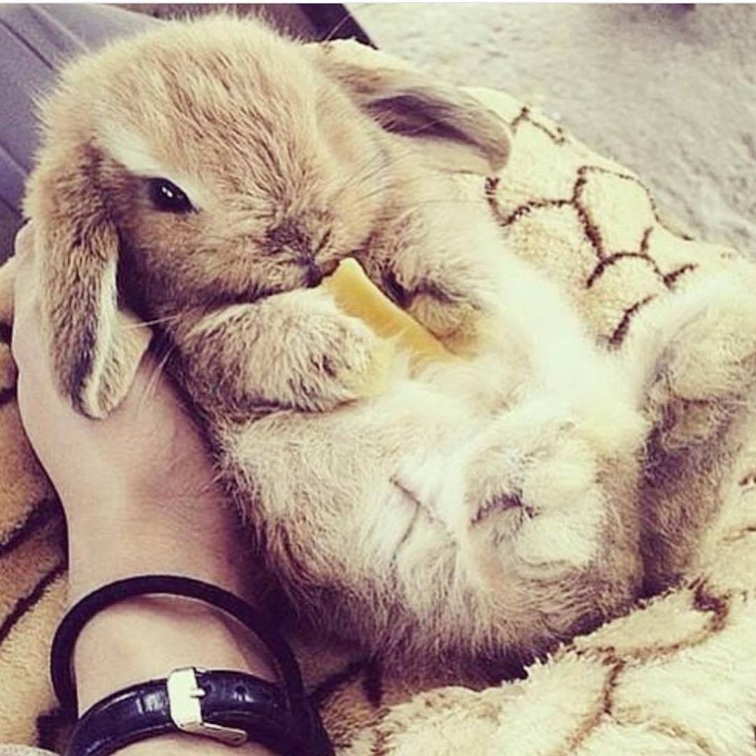 Священный Грааль кролик
