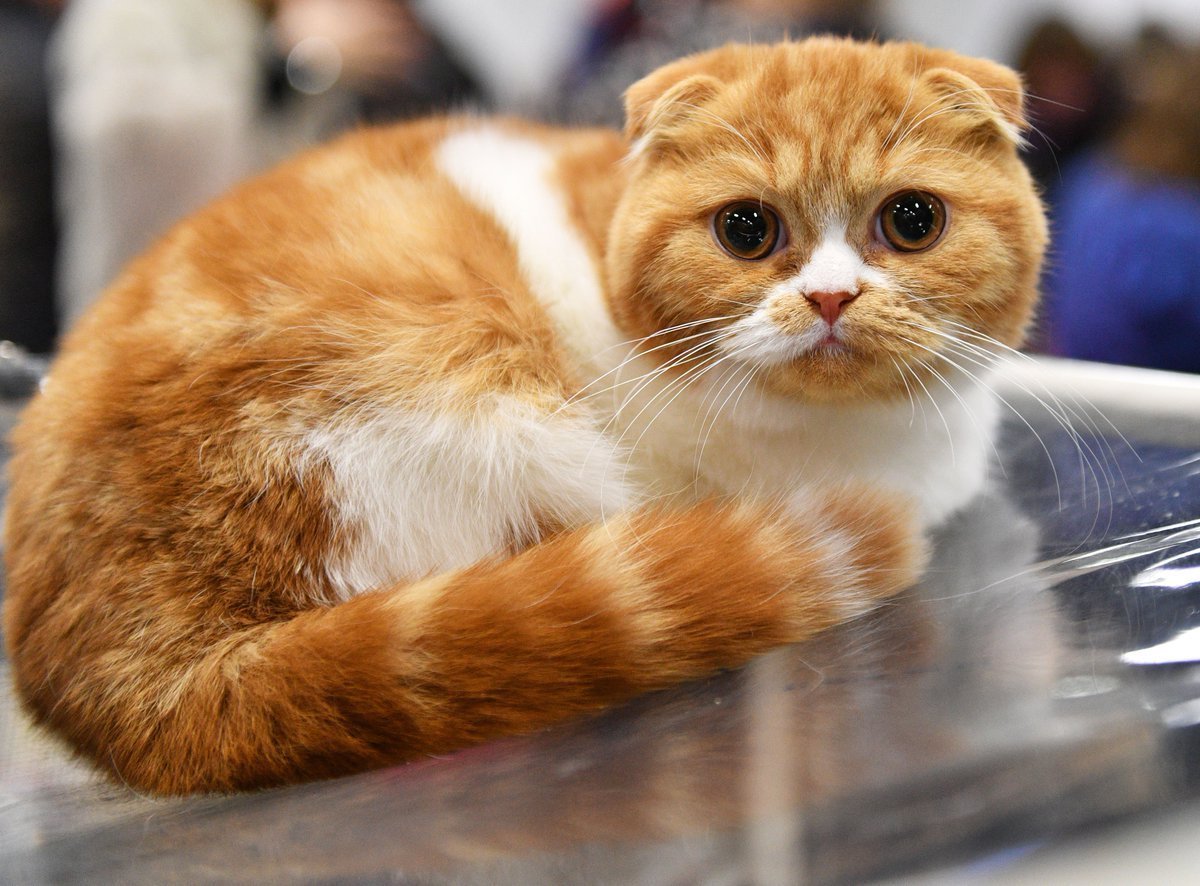 Манчкин Шотландская вислоухая