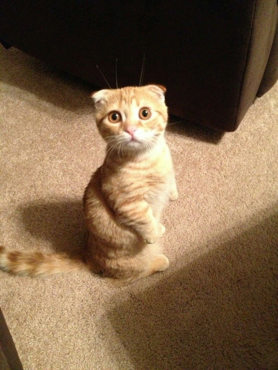 Шотландский вислоухий Манчкин кот