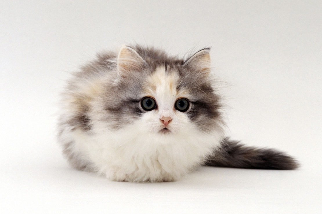 Манчкин котенок пушистый