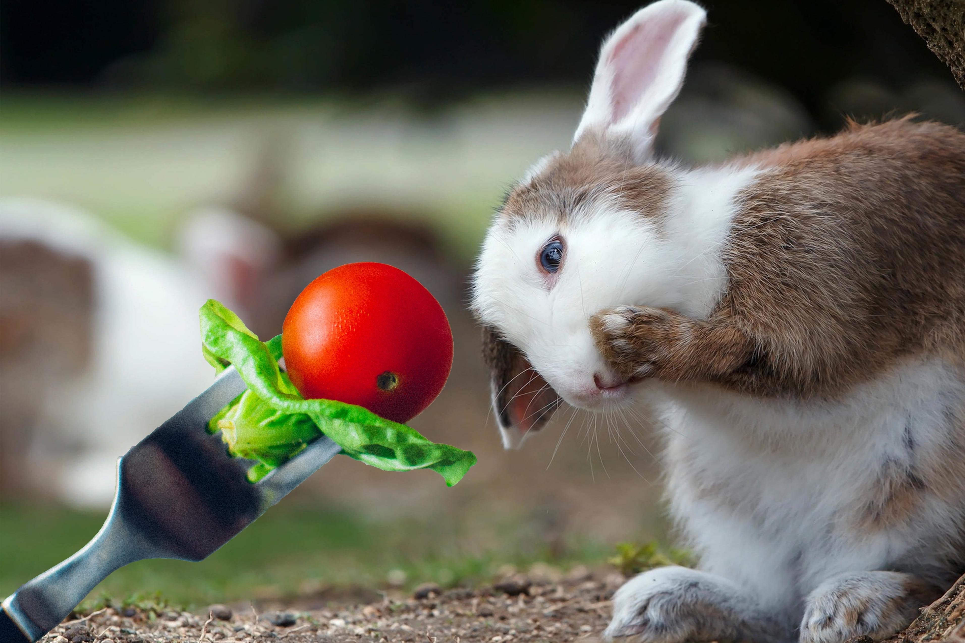 Можно ли давать кроликам сыр. Животное ест помидор. Что едят кролики. Кролик с вином. Кролик с овощами.