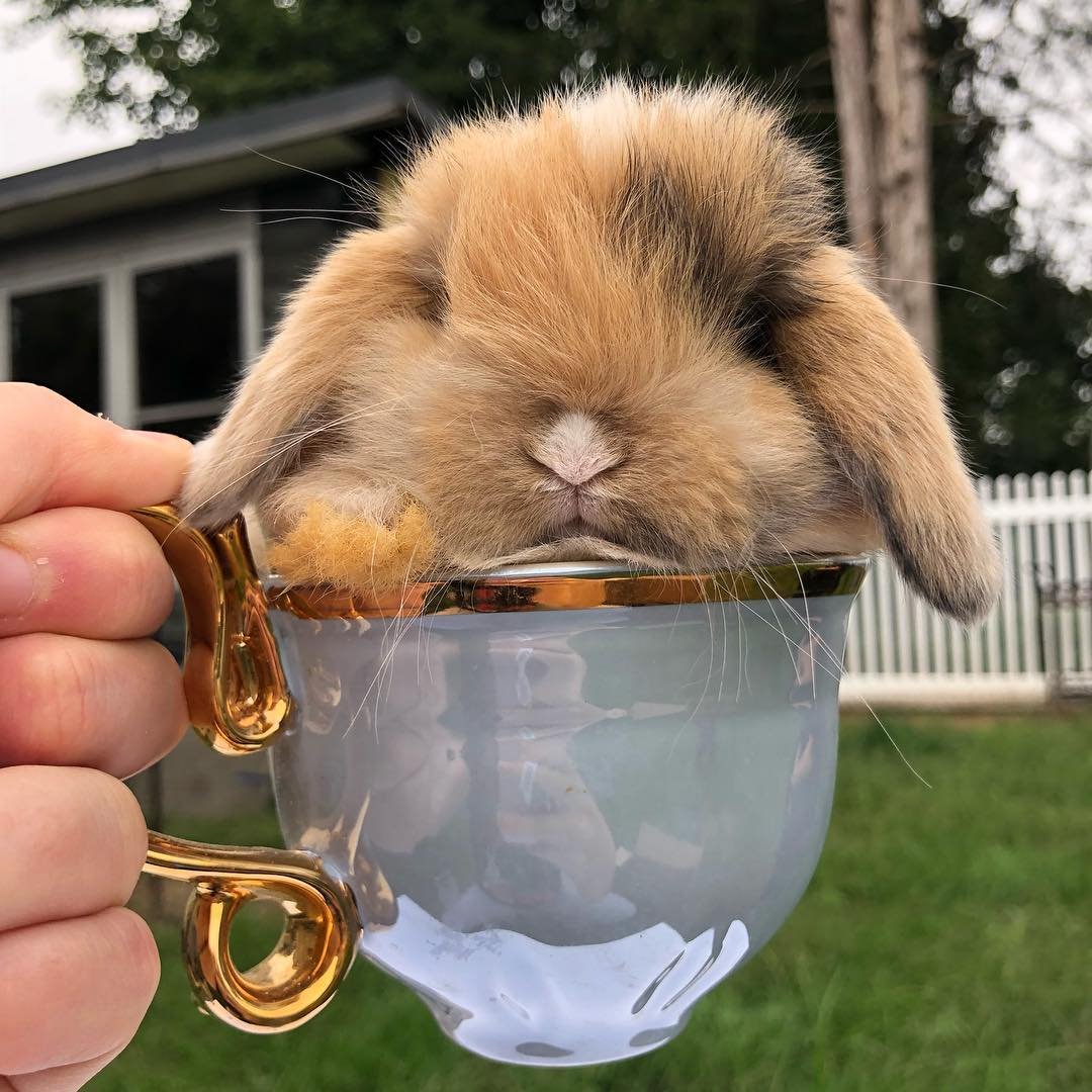 Зайчик логотип