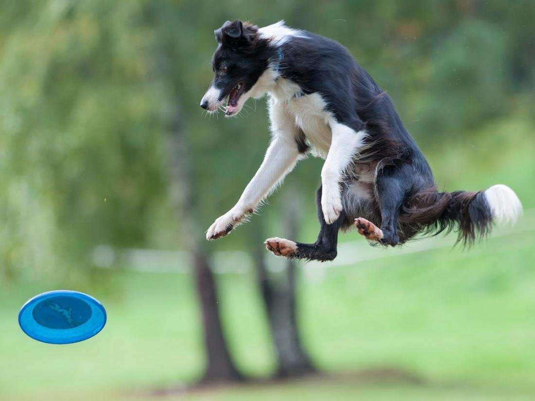 Бордер колли ловит фрисби