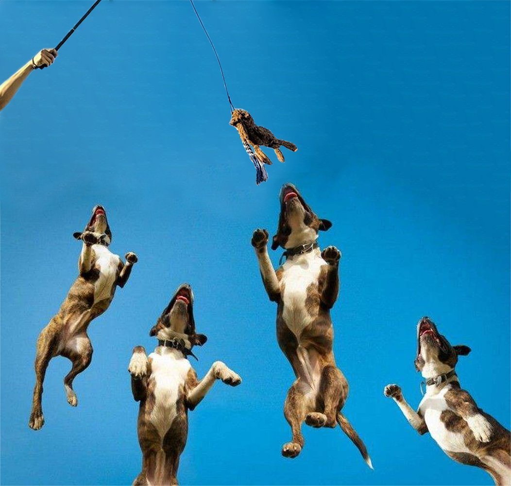 Щенок в прыжке