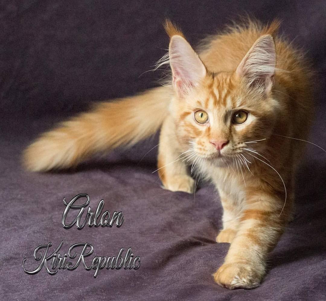 Красный тикированный Мейн кун