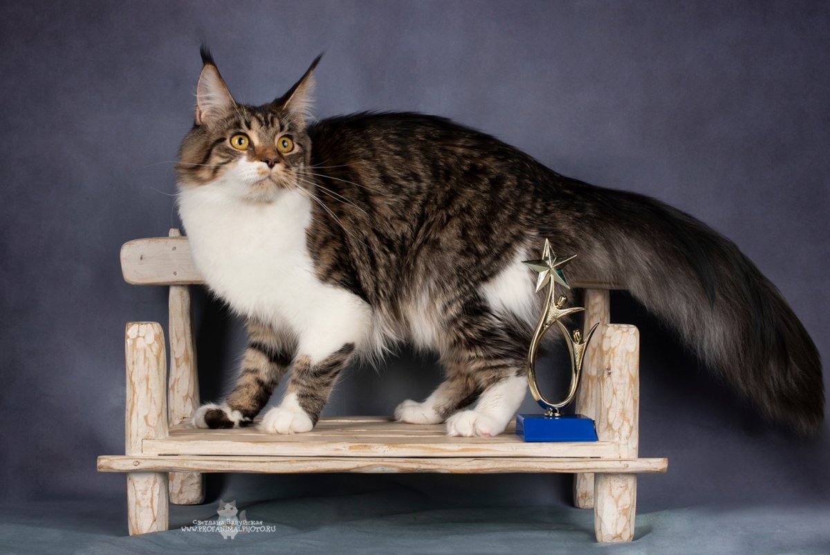 Мейн кун красный мрамор