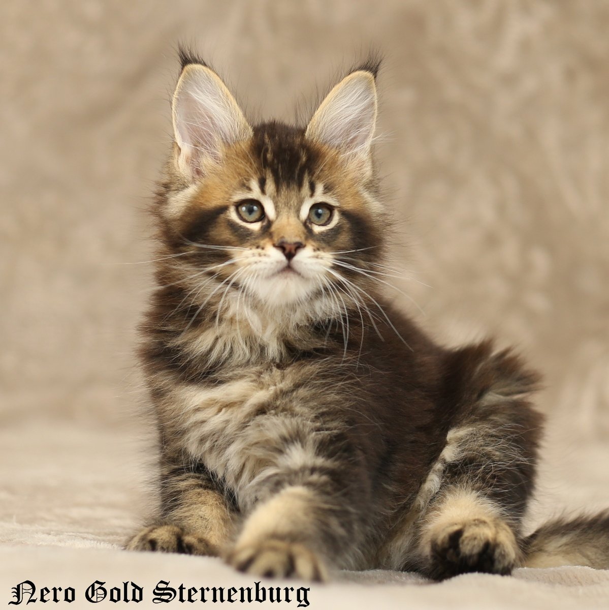 Черный тикированный Мейн кун