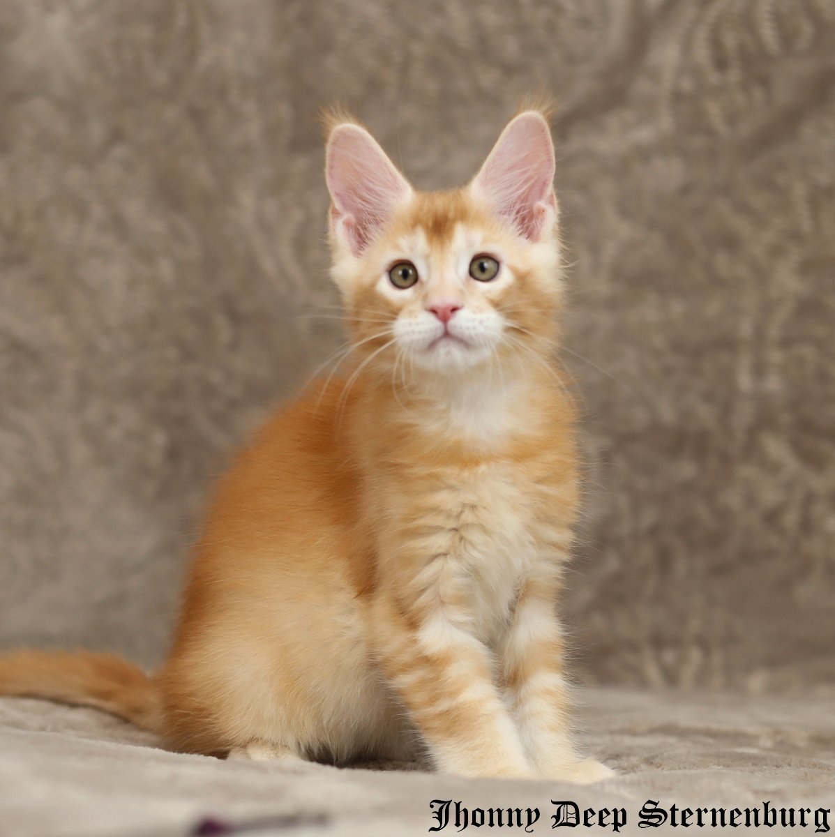 Тикированный Мейн кун