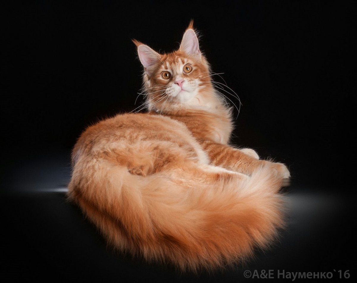 Черный тикированный Мейн кун