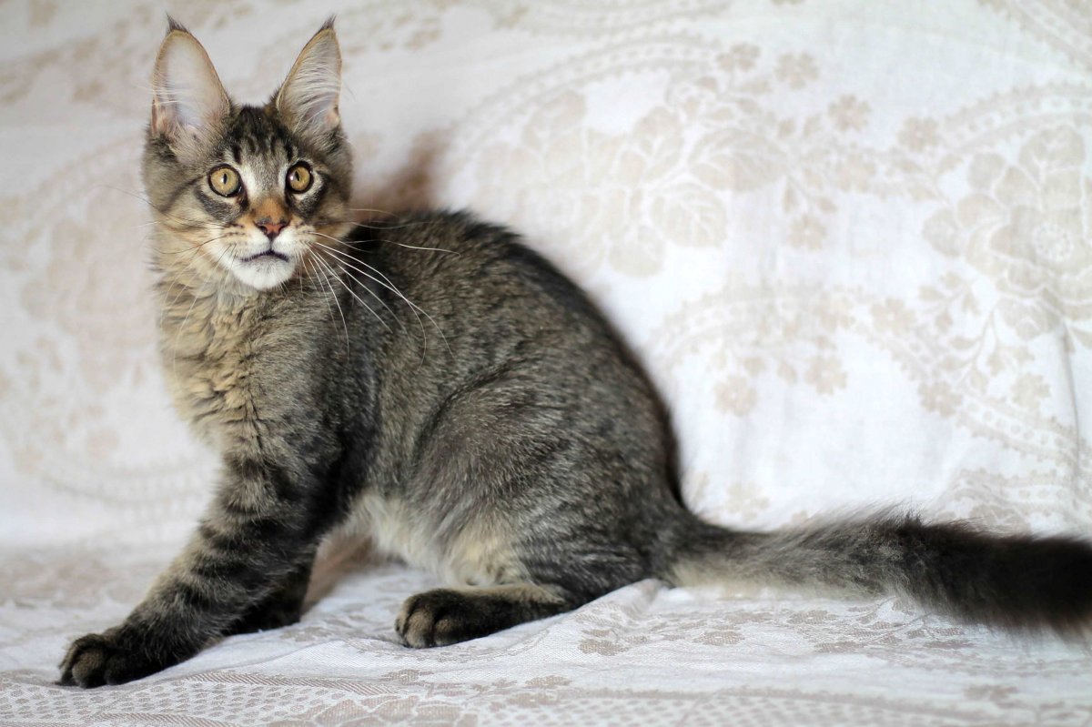 Тиккированный Мейн кун