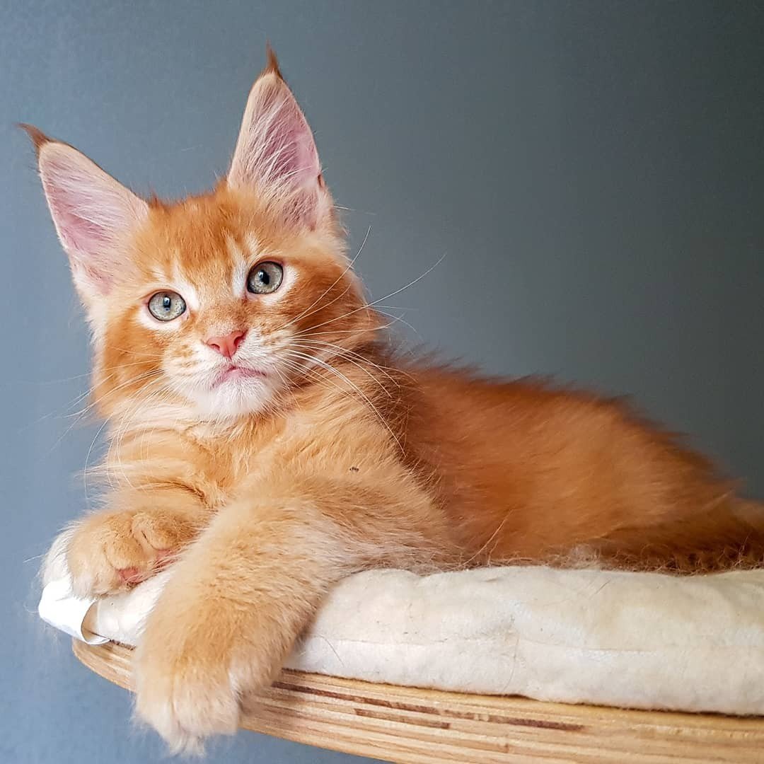 Черный тикированный Мейн кун