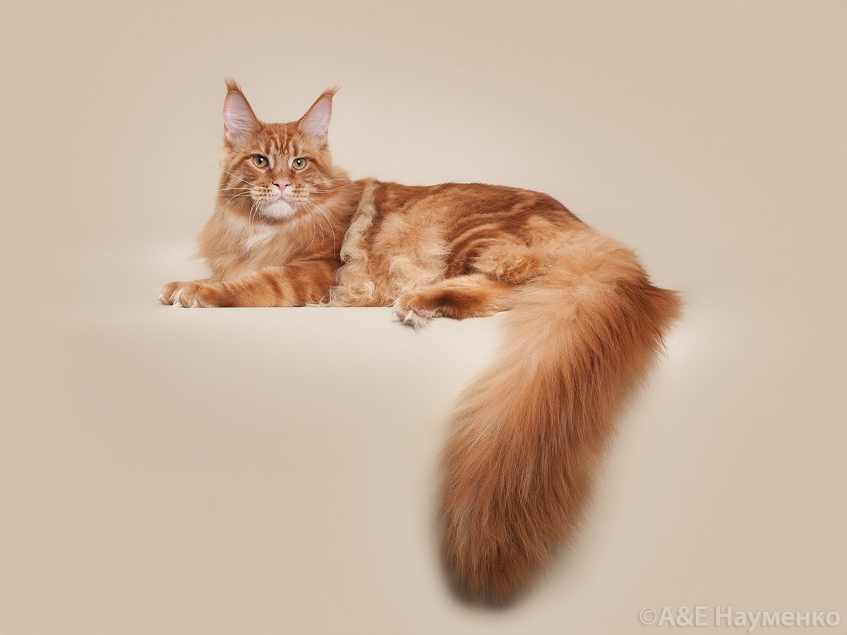 Мейн кун рыжий обои