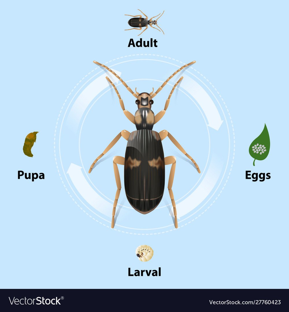 Сценарий эволюции жука бомбардира