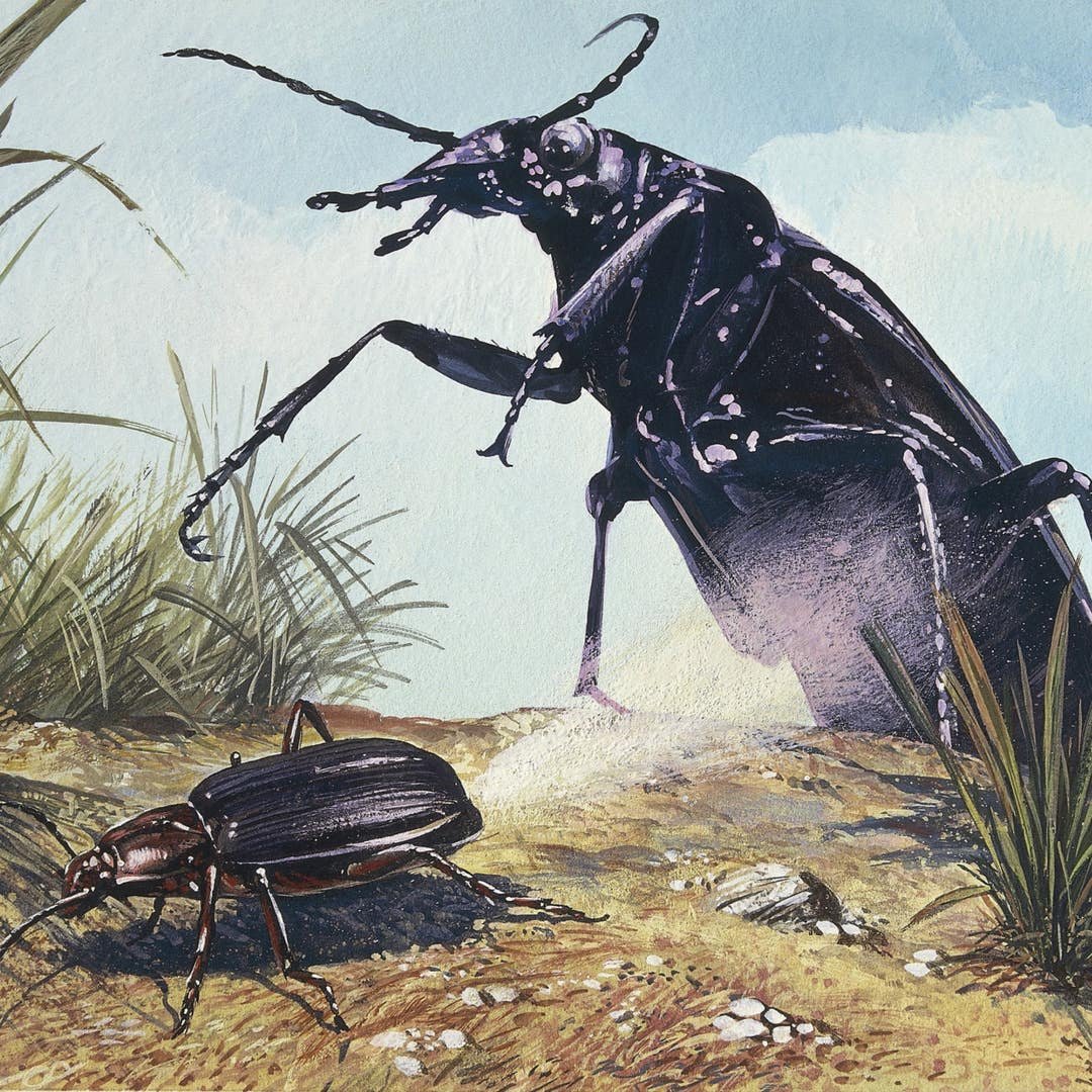 Жук бомбардир