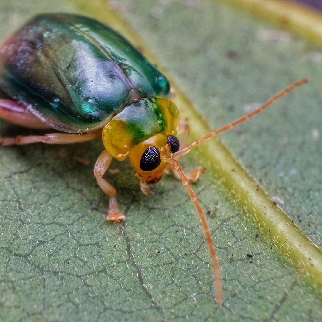 Жук бомбардир трескучий