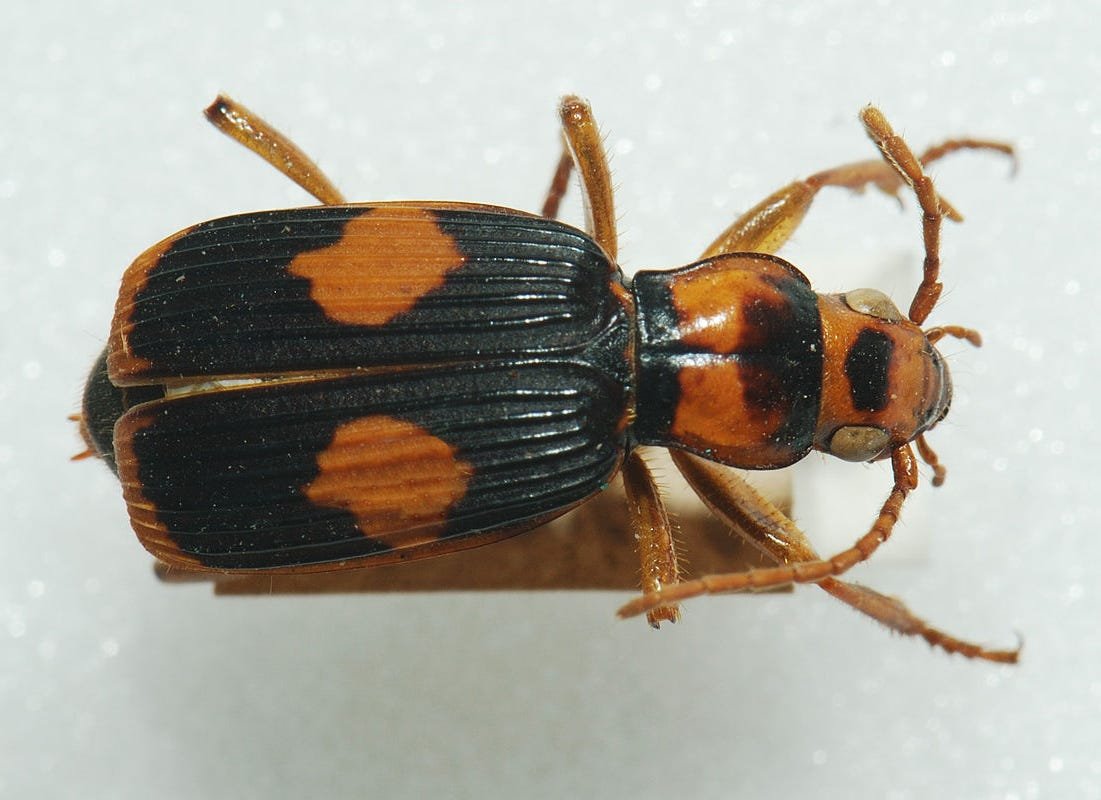 Жучок бомбардир выстреливает