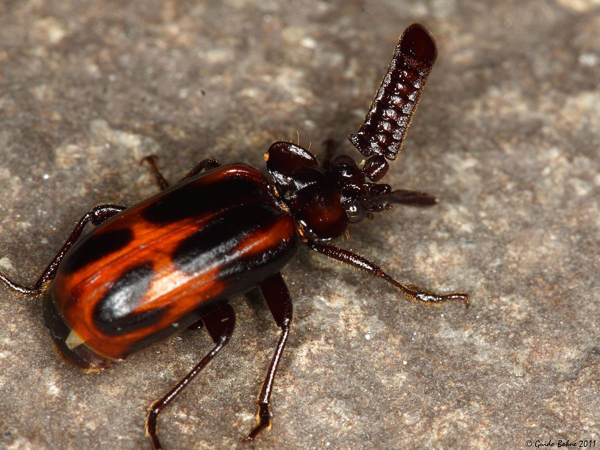 Жук бомбардир