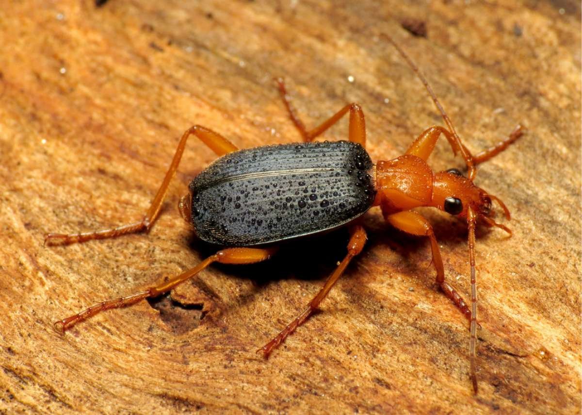 Brachinus crepitans