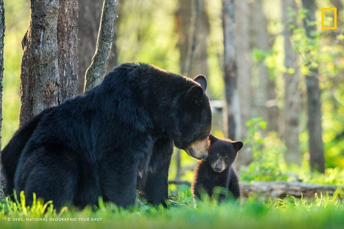 Гималайский медведь злой