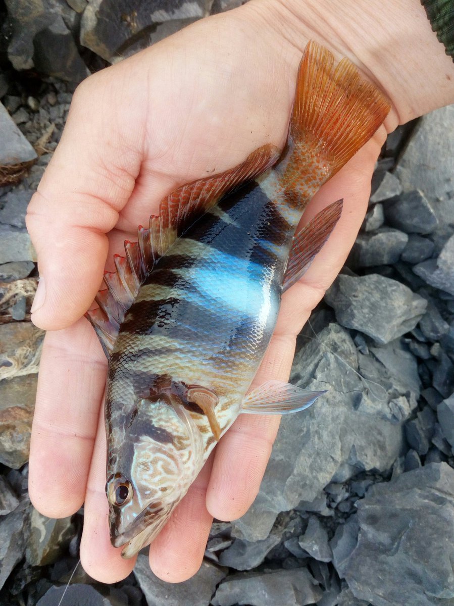 Морской бычок Азовское море