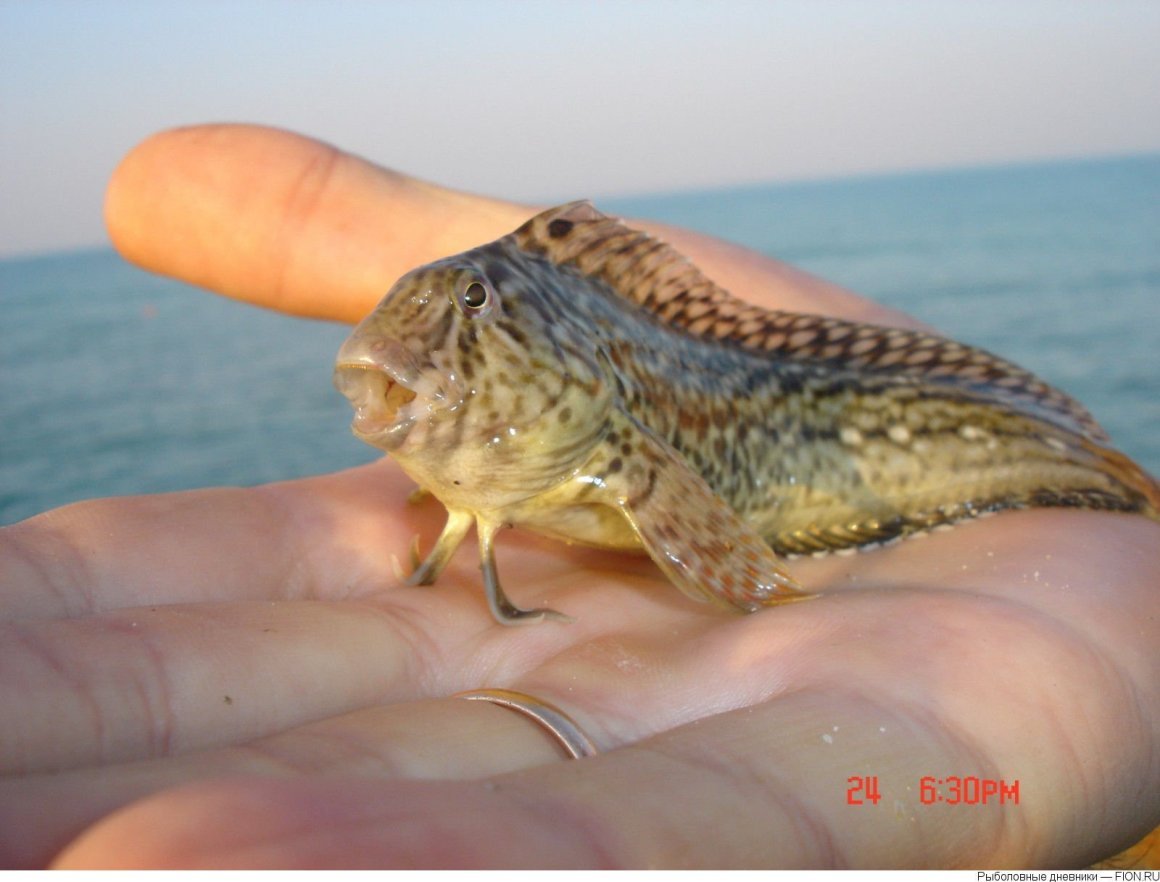 Смарида рыба Черноморская