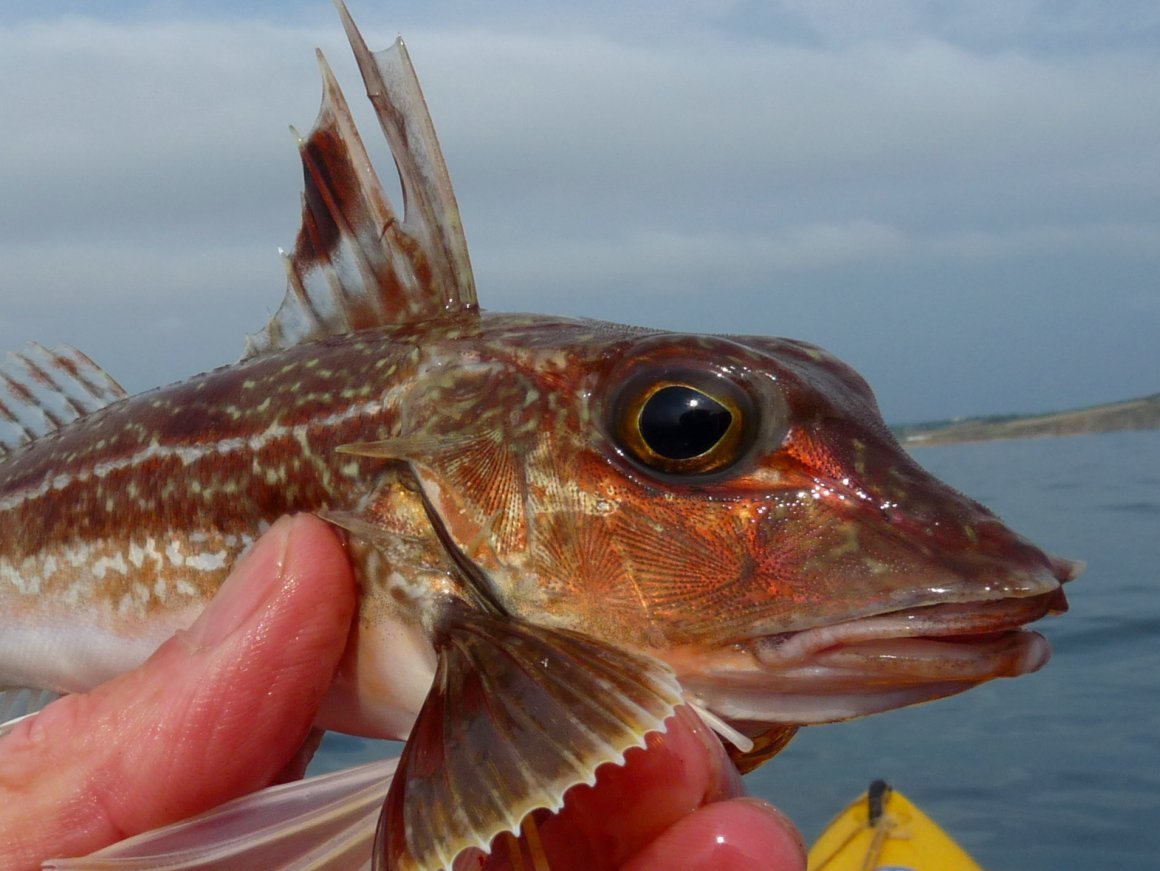 Moooi обои extinct animals