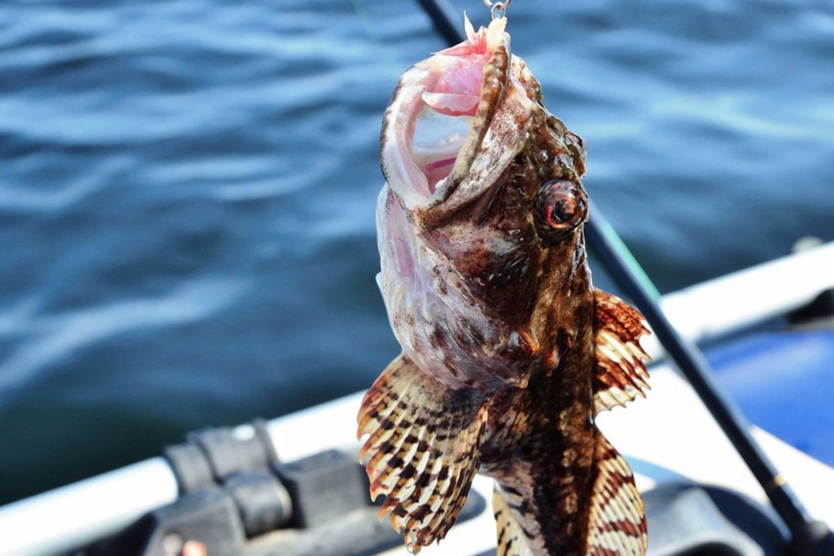 Морской дракон рыба черного моря