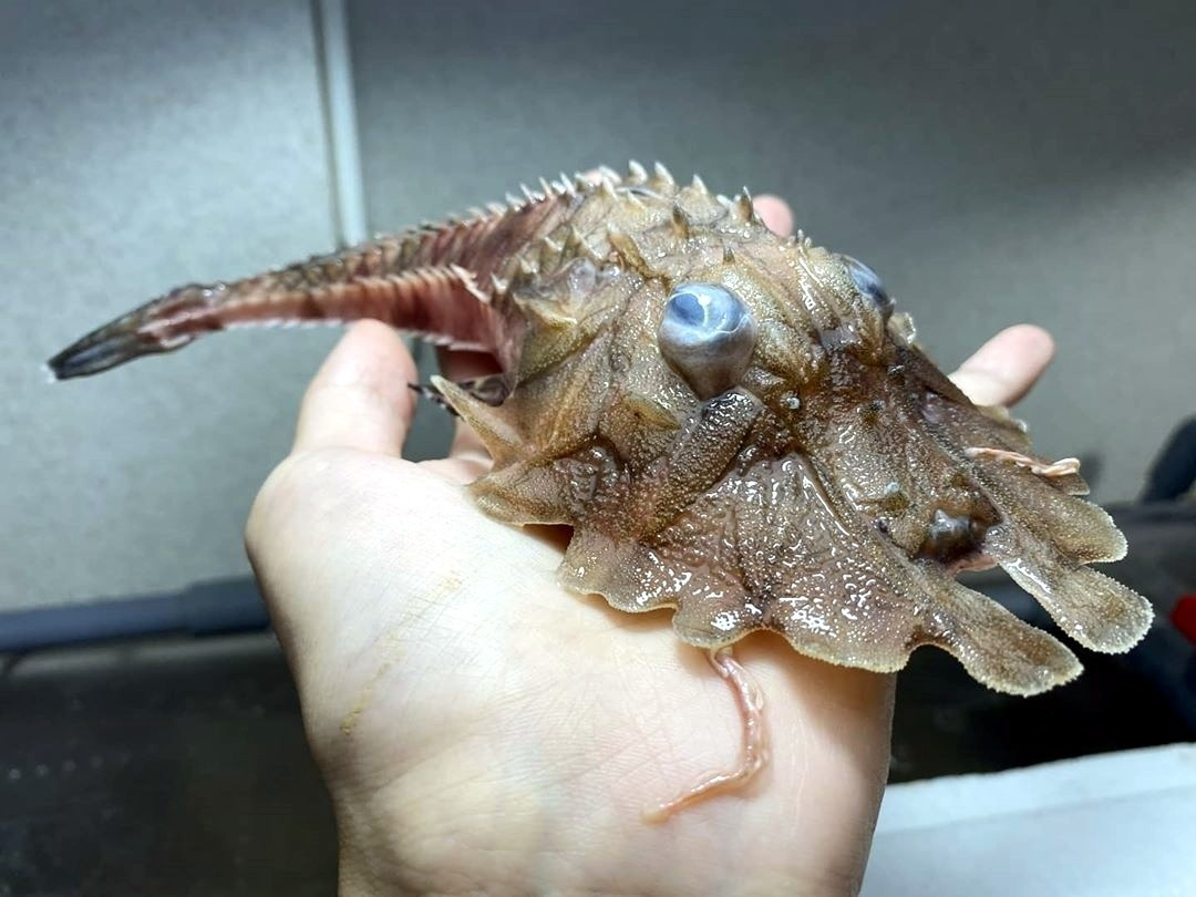 Смарида рыба Черноморская