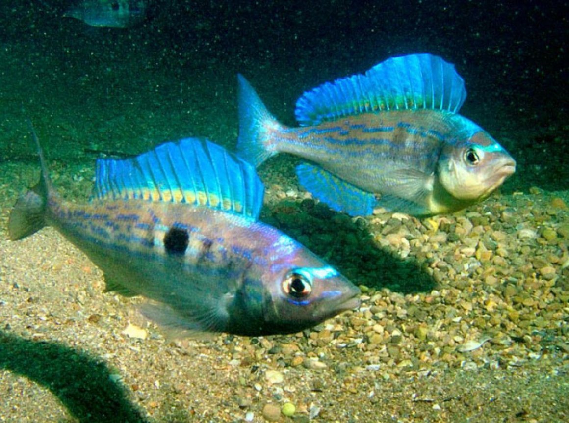 Морской дракончик в черном море