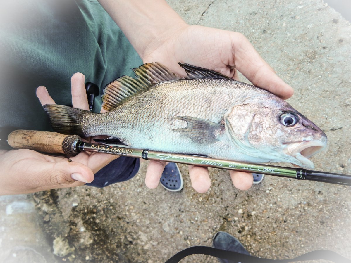 Горбыль рыба черное море