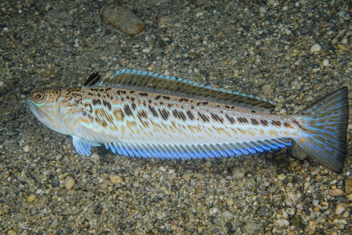 Бычок подкаменщик Черноморский