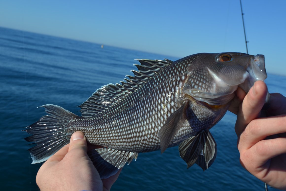 Черноморская скорпена-ёрш