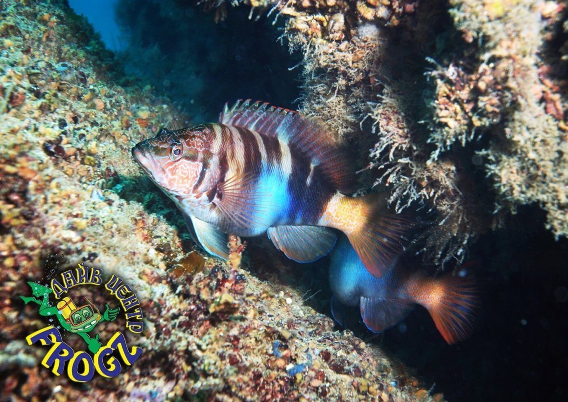 Морской дракон рыба черного моря