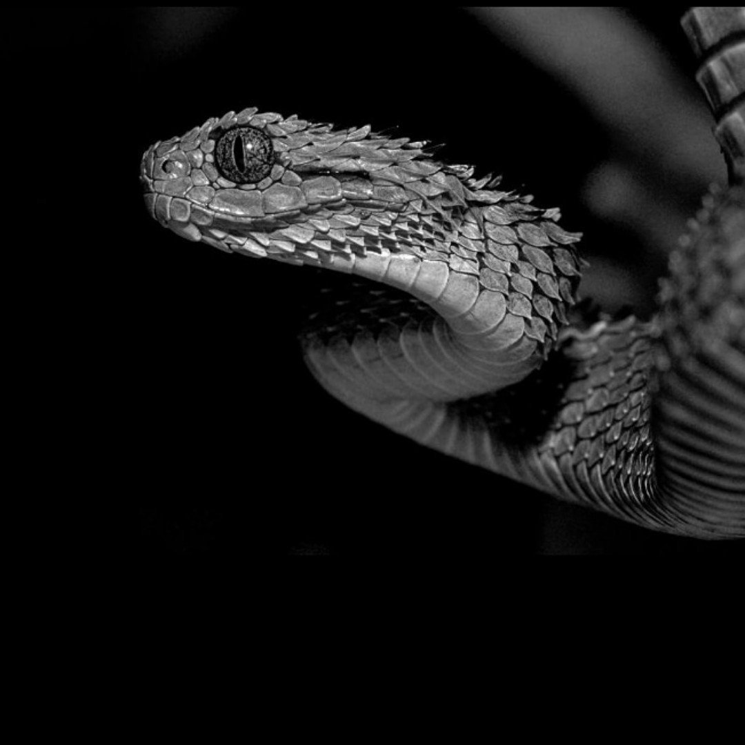 АТЕРИС змея чёрно белая