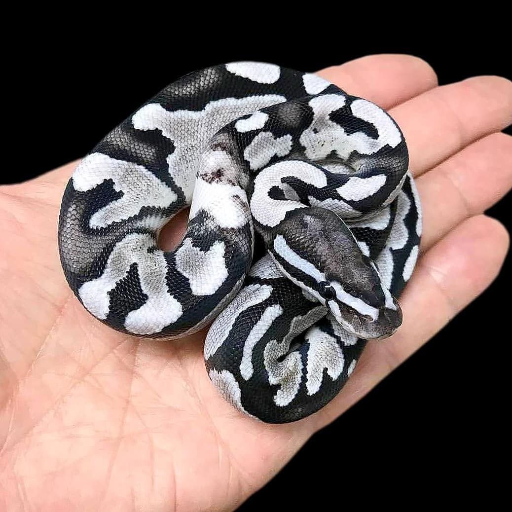 Адапазарская гадюка