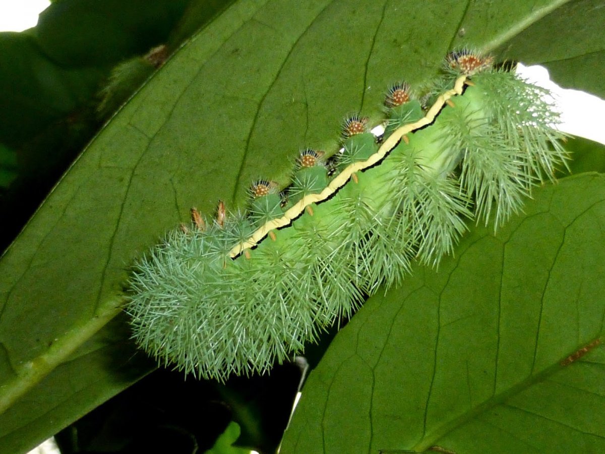 Гусеница моли павлиноглазки Saturniidae