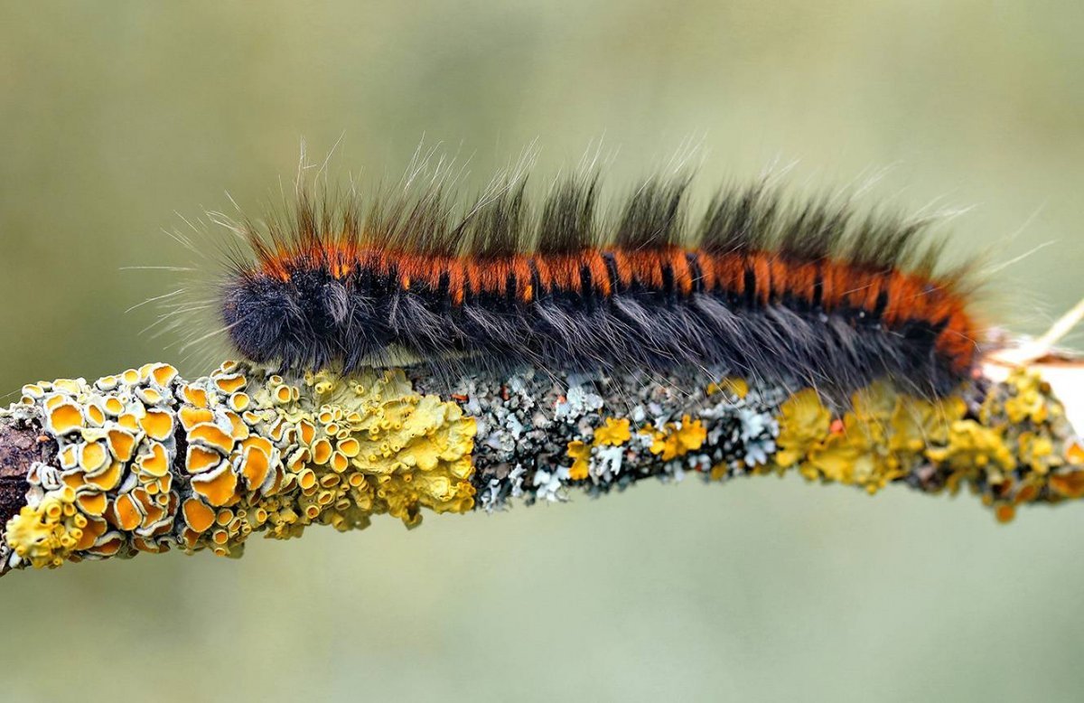 Коконопряд малинный гусеница