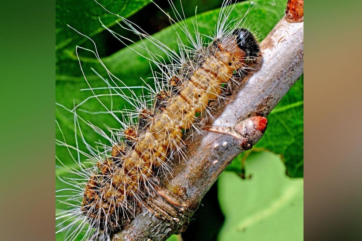 Дубовый шелкопряд гусеница