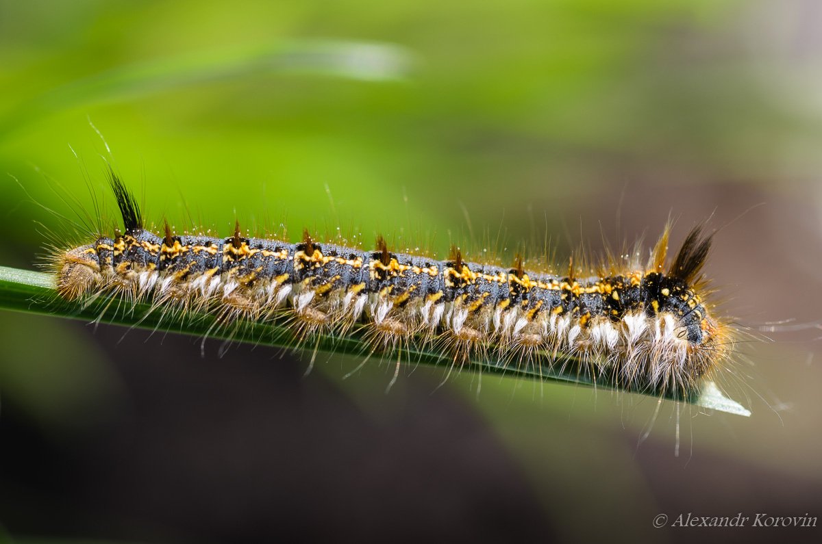 Сибирский коконопряд гусеница