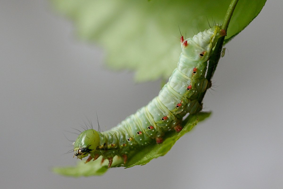 ЛАРВА гусеница