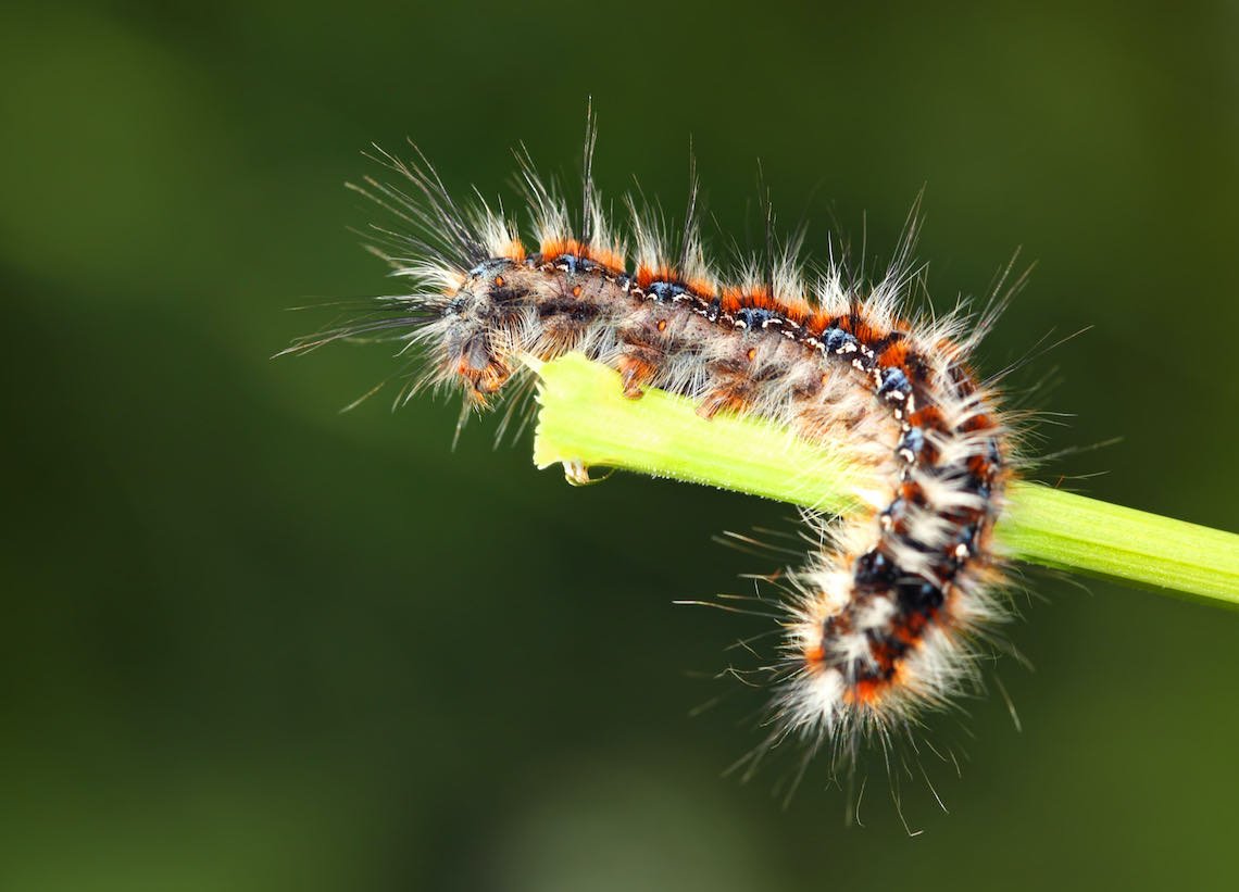 Гусеница желтая с черными полосками пушистая