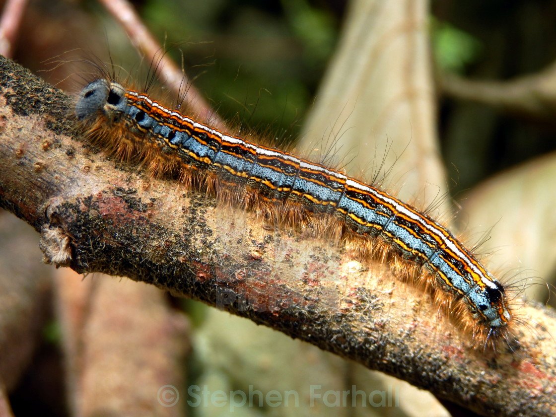 Гусеница можжевеловой моли