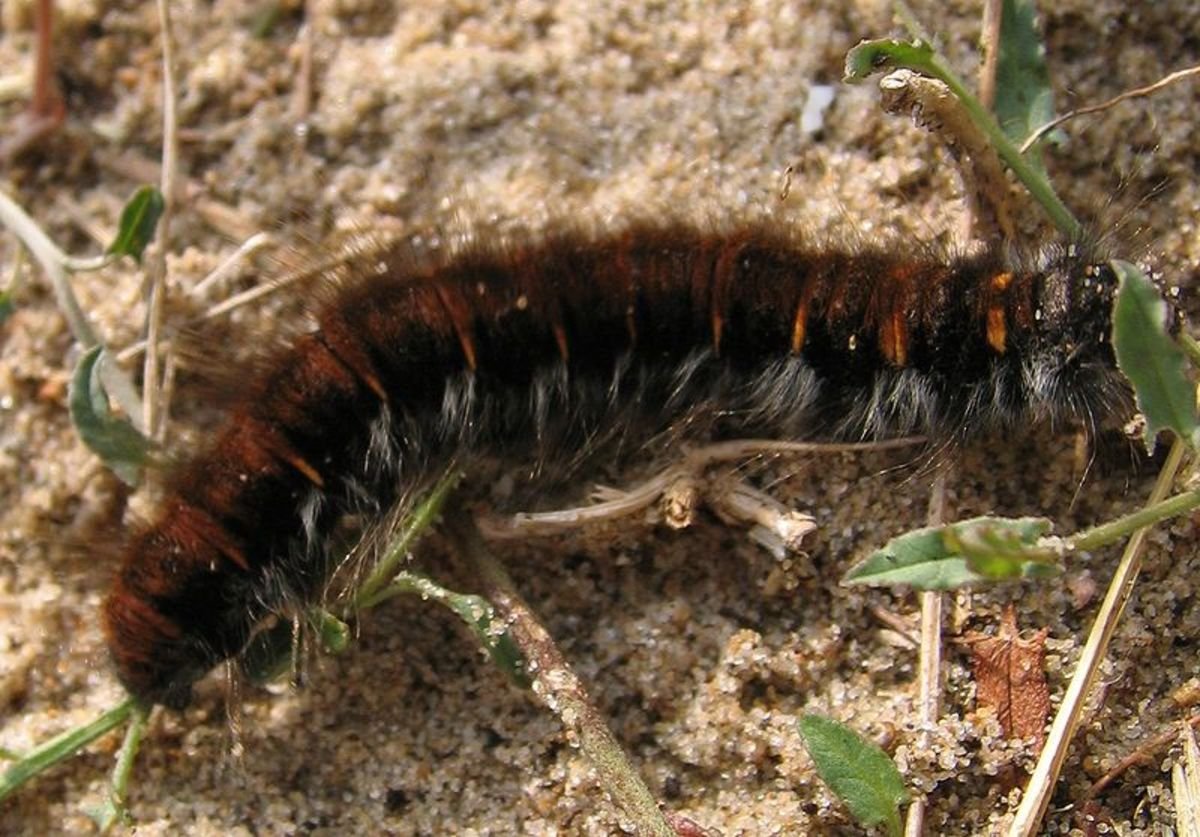 Macrothylacia Rubi гусеница