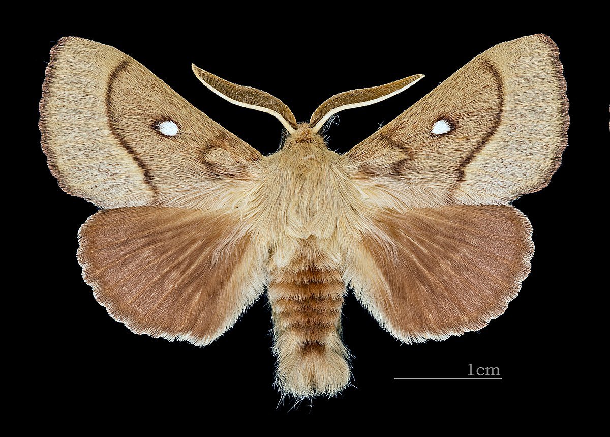 Коконопряд дубовый (Lasiocampa Quercus)